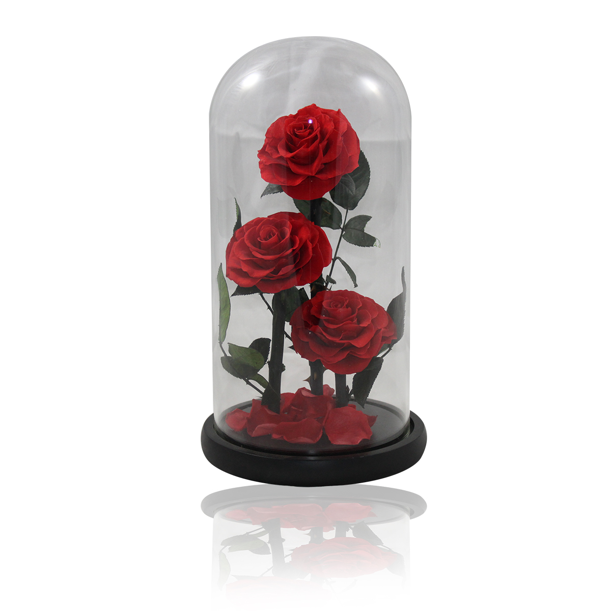 Rose im Glas, langlebige Rose, Infinity Rose, bis 5 Jahre haltbar